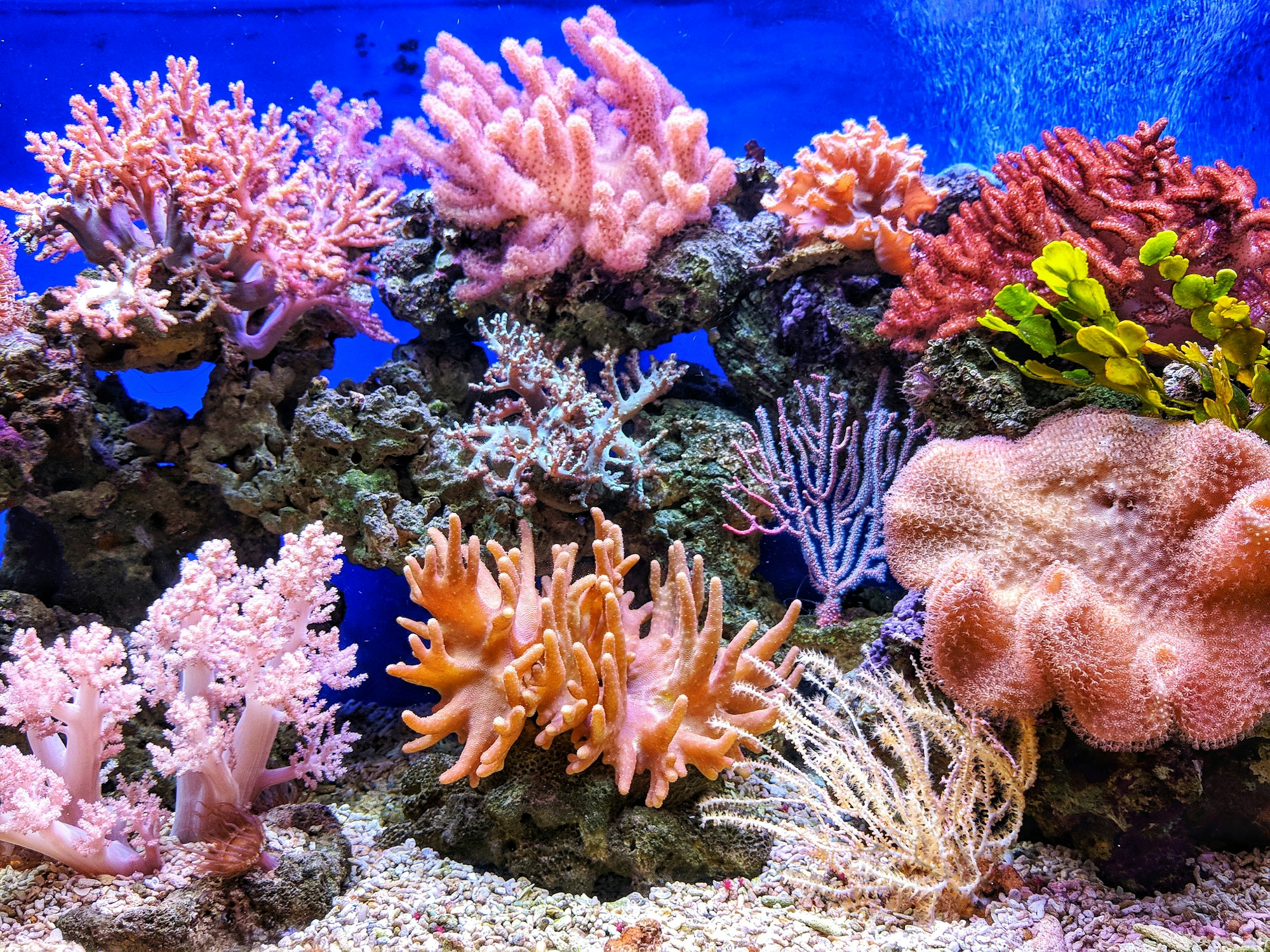 Pink and orange coral on a reef rockscape