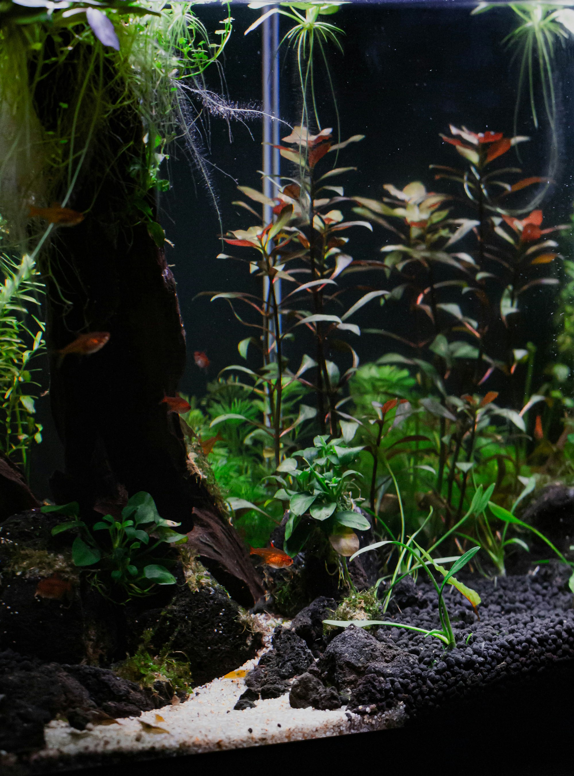 Planted freshwater aquarium with stem plants and driftwood