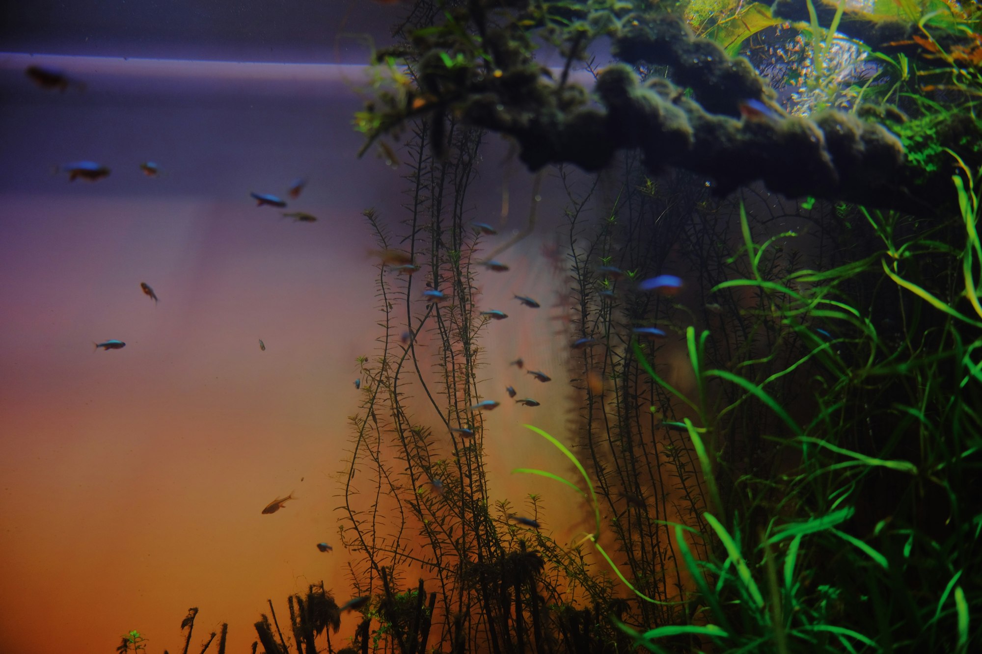 Planted freshwater aquarium with stem plants and tetras